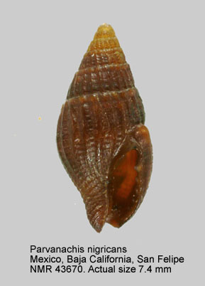 Parvanachis nigricans.jpg - Parvanachis nigricans(G.B.Sowerby,1844)
